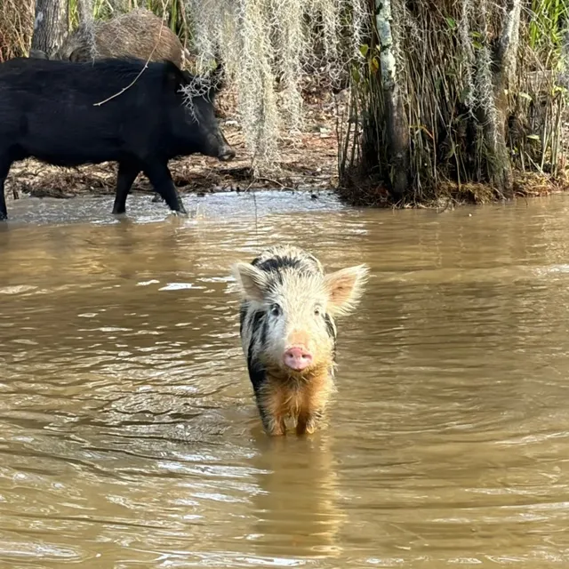 New Orleans Swamp Tour