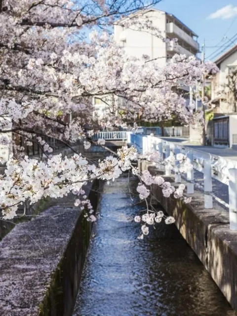🌸 Tokyo's Hidden Cherry Blossom Gems