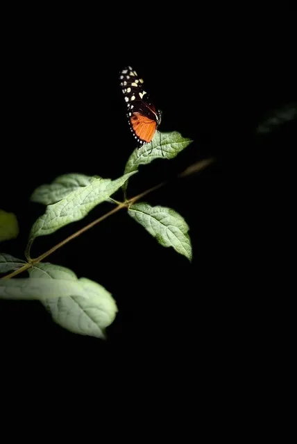  🇨🇦 Winnipeg One-Day Adventure 🐻 Park + Gardens + Zoo ✅