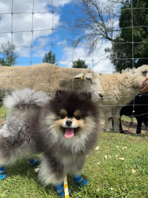 Yumi's First Zoo Adventure!📍 Oshawa Zoo & Fun Farm 🐾🦙