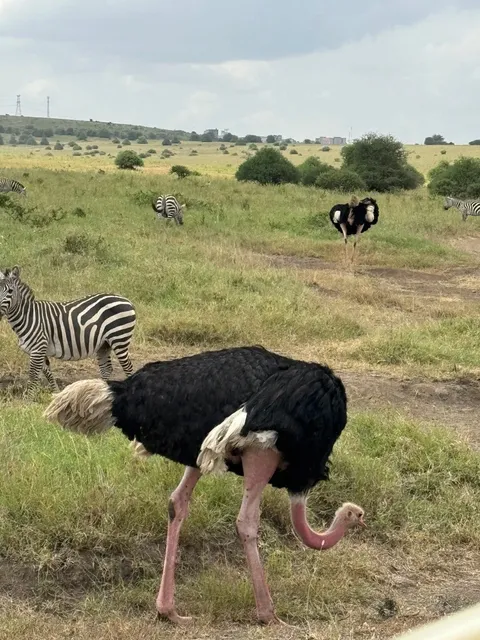 🦁 Mini Safari in Nairobi National Park: The Ultimate Quick Guide
