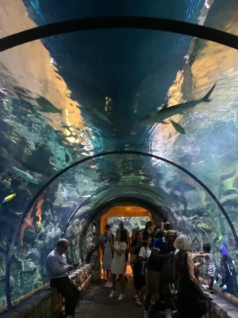 🦈✨ Shark Reef Aquarium: Vegas' Underwater Playground for Kids 