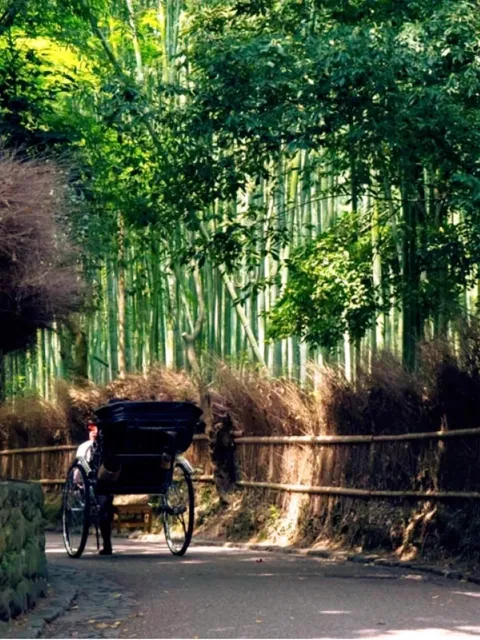 Japan Kyoto | Exploring the Serene Sagano Bamboo Forest 🌿