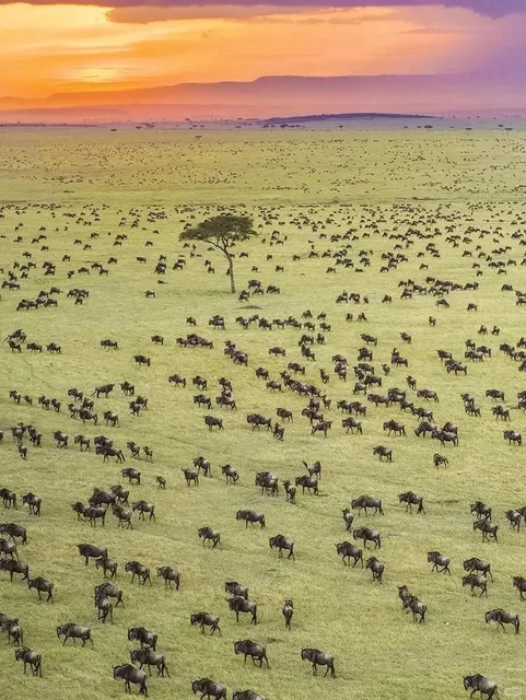 🇰🇪 Kenya vs. 🇹🇿 Tanzania Safari: The Brutally Honest Guide