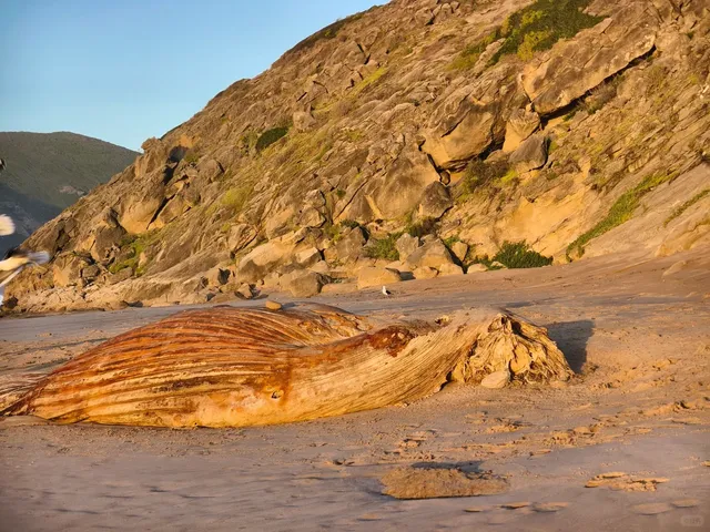 🇿🇦 Robberg Nature Reserve – Garden Route’s Hidden Gem