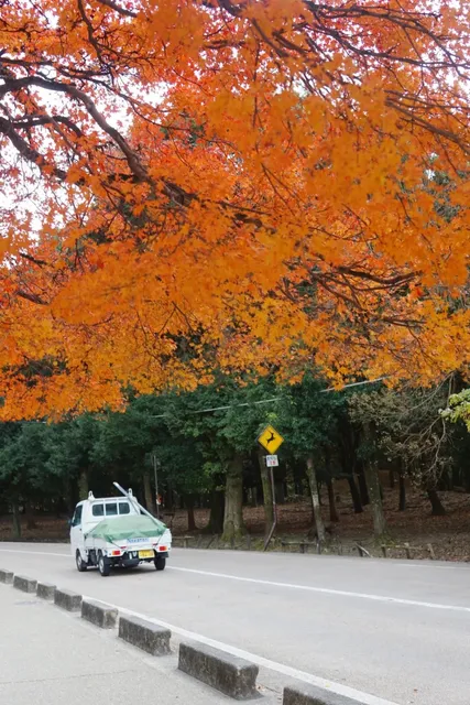 🌿🍃 Nara is More Than Just Deer 🦌 🌸