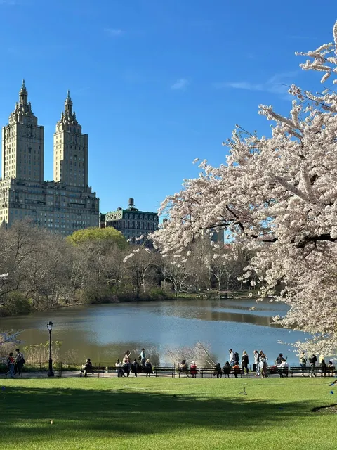 Central Park Cherry Blossom Viewing Guide 🌸