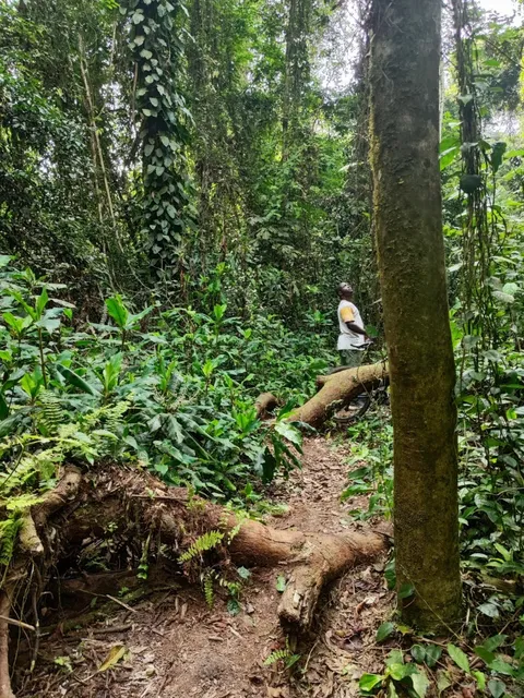 🇨🇮 Banco National Park, Abidjan | The Ultimate Digital Detox