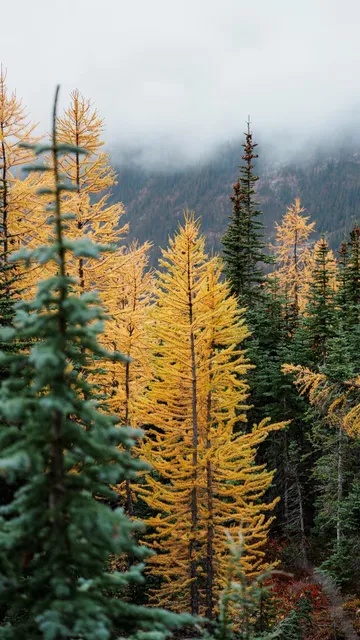 North Cascades Blue Lake – Golden Larch Update 10.11 🏔️🍂