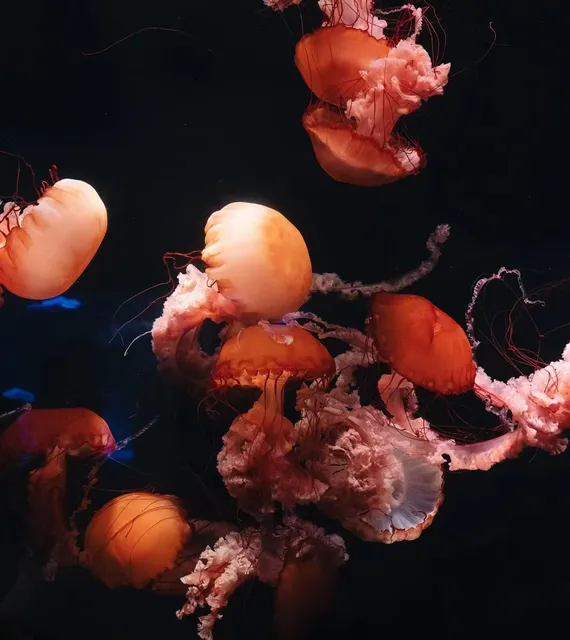 My plan for the Lost Chambers Aquarium 