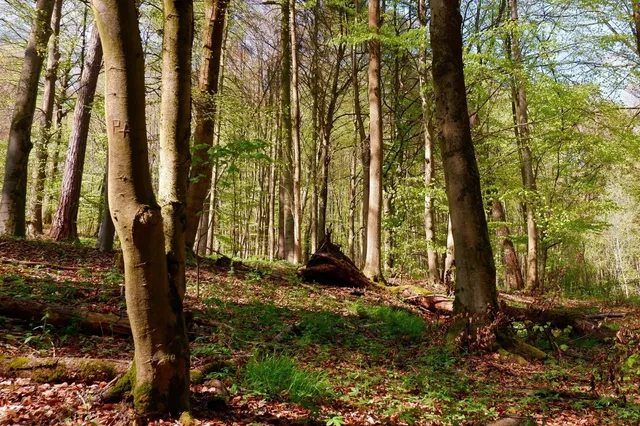 🇩🇪 Breathing Green | Bergpark Wilhelmshöhe, Kassel 🌿✨