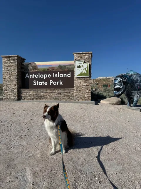 🐶 Puppy’s View of the World｜Salt Lake City 🏂