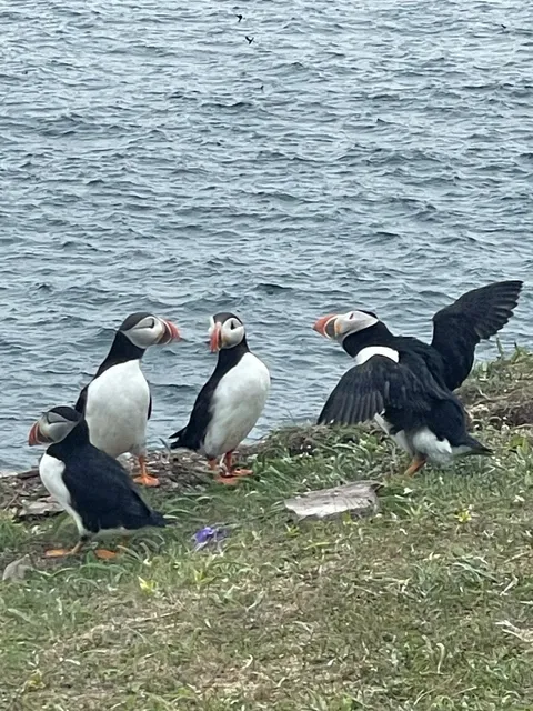 Bonavista Day Trip Guide: Exploring Newfoundland’s Coastal Gem 🌊