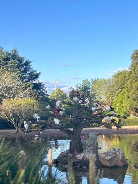 🌸 Toowoomba Carnival of Flowers 2024 - First Look! 🌸
