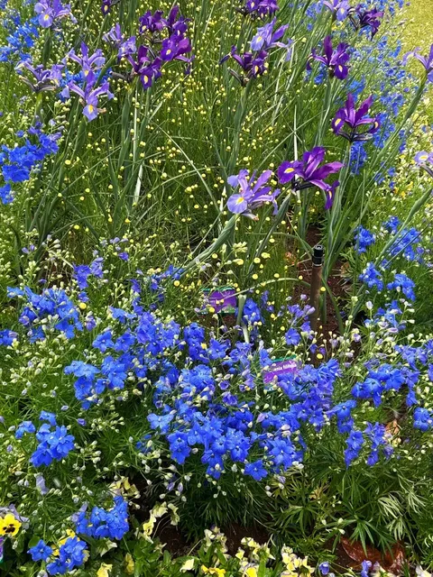 🇦🇺 Toowoomba: The Flower Capital I Fall in Love With Every Year 🌸