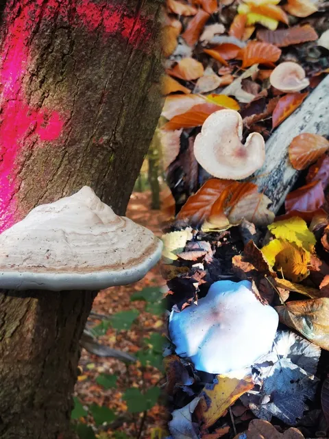 Great Berlin Weekend Spot | Stunning Natural Park 🌳🍄