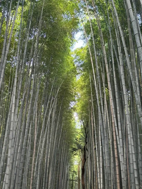 Arashiyama and Sagano | A Hidden Gem One-Day Itinerary (2) 🌿