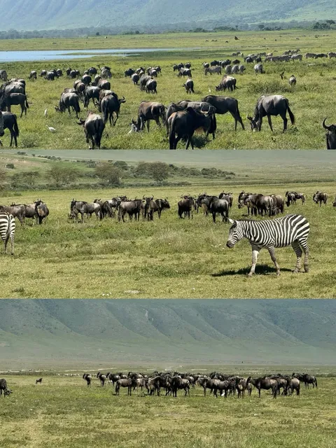 Tanzania Budget Safari: 3 Days, $500 – The Real Deal! 🦁🌍