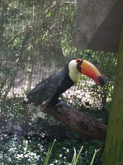 A Wonderful Day at New Orleans' Audubon Zoo! 🦩🐘