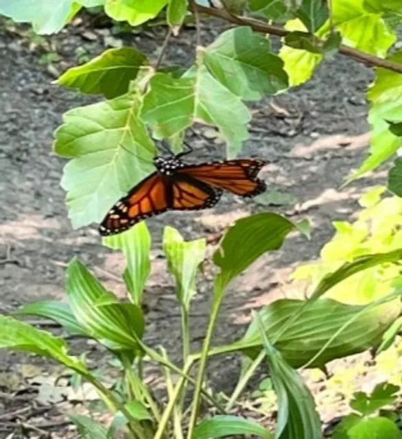 🦒 Como Park Zoo & Conservatory | A Family-Friendly Classic Since 1897