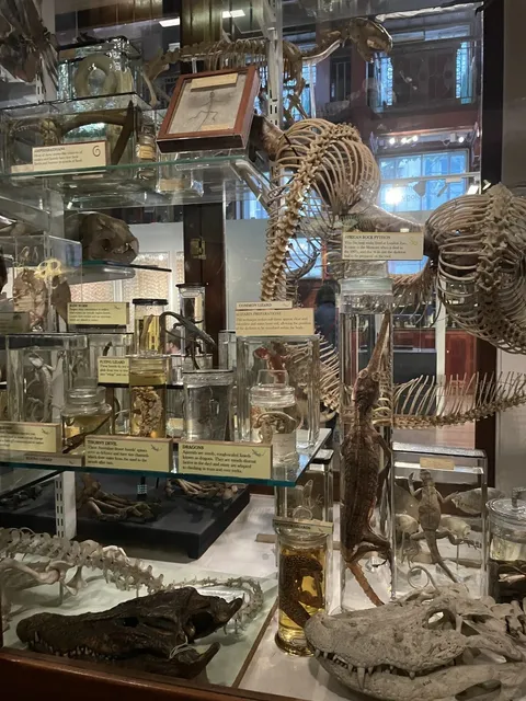 London Hidden Gem | Grant Museum of Zoology