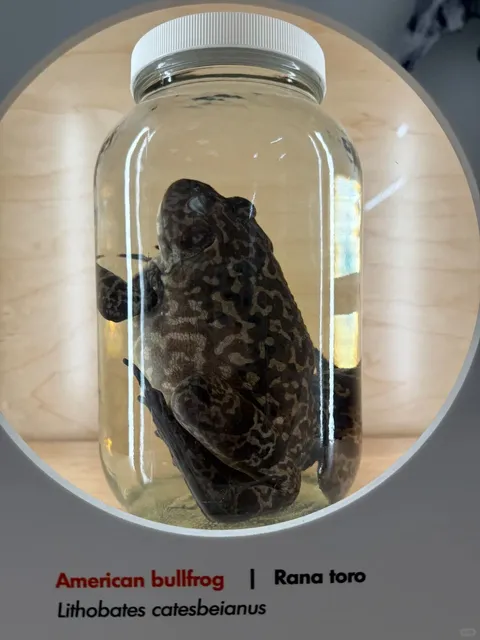 🌿San Diego Natural History Museum (The Nat) Visitor's Guide🏛️