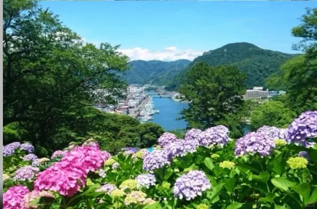 Tokyo and Surroundings: Hydrangea Viewing Spots (1)🌿