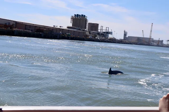 🌊 Galveston: Super Beautiful Seaside & Dolphin Watching 🐬