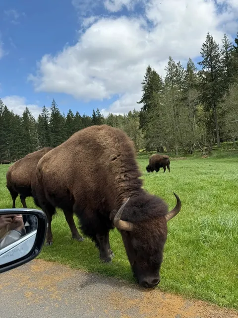 Seattle Weekend | A Wildlife Park with Ultimate Freedom