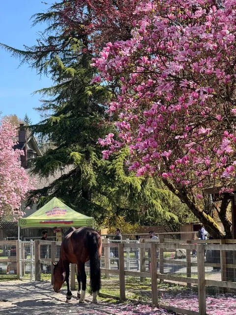 ​​🇨🇦 Maplewood Farm is Having Its ✨MAGICAL SPRING MOMENT✨​​