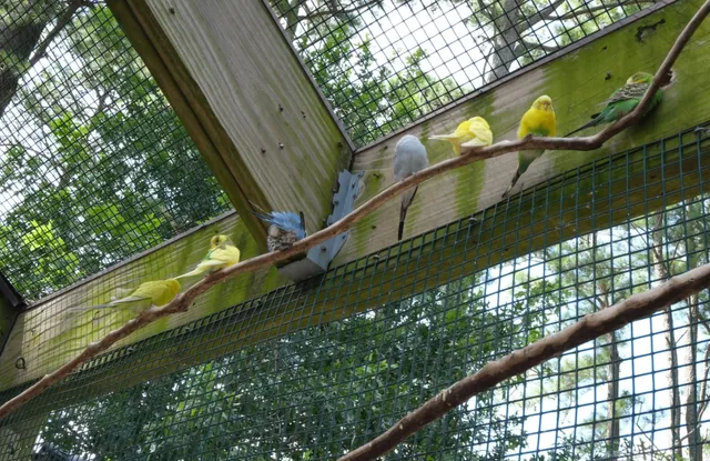 🕊 Hunt Club Farm | A Day in the Life of a "True Bird Person"! 😂