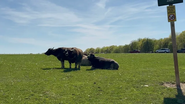Half-Day Trip to Keystone Safari (Pittsburgh Zoo, PA)