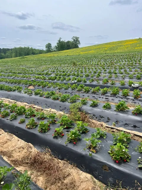 Atlanta Area｜Annual Strawberry Festival – Let’s Go Picking! 🍓🌾