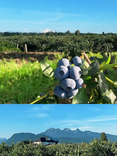 🇨🇦 ​​Blueberry Picking with Mountain Views!​​ 🫐🏔️