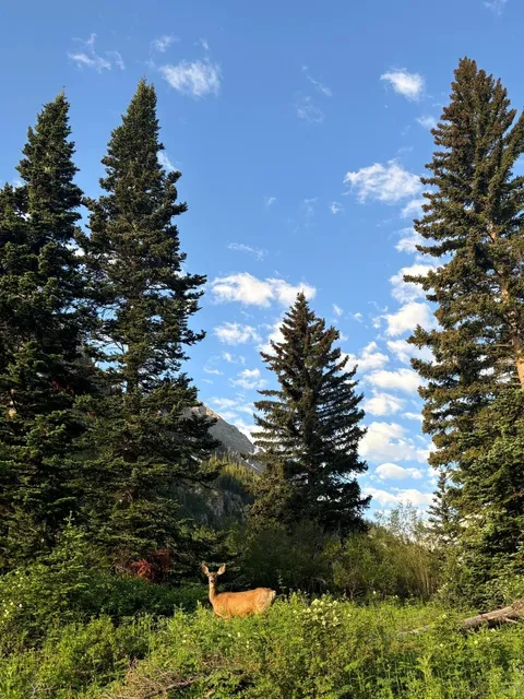 🐻 Sunrise Safari at Maroon Bells: A Wildlife Wonderland!