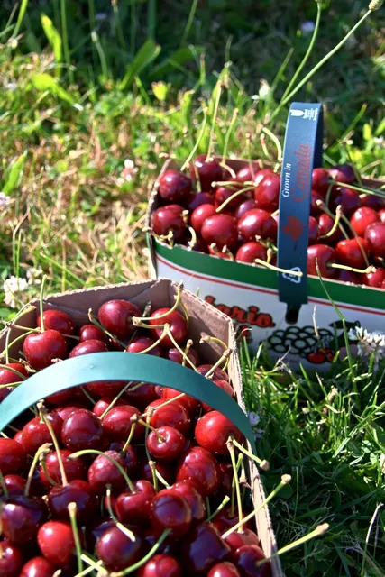 🇨🇦🍒 Seasonal Sweet Cherry Picking at Cherry Avenue Farms 🌞