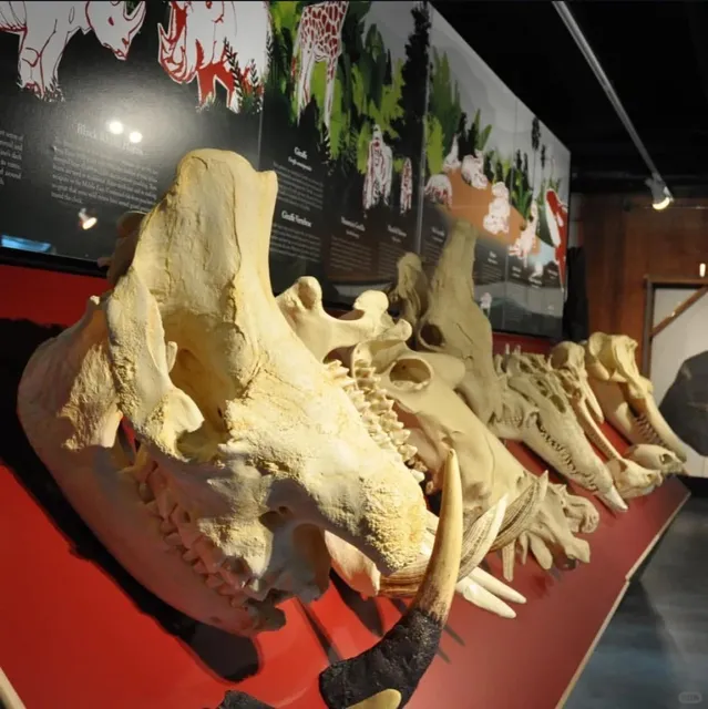 Hermann Park Complete Guide