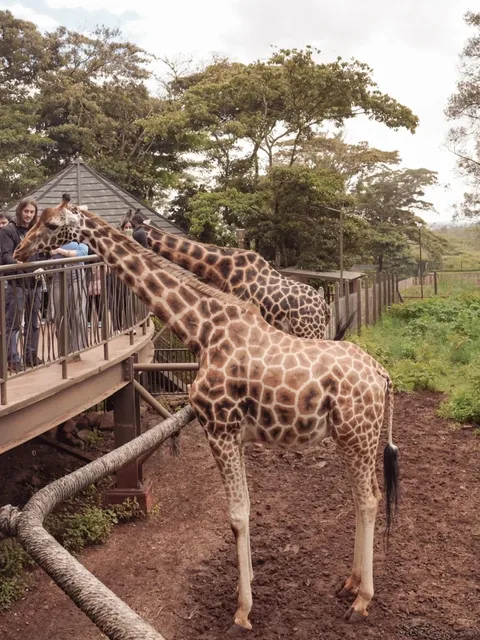 Nairobi 1-Day Itinerary: Giraffes, History & Wild Flavors 🇰🇪