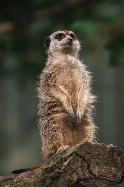 Animal Photography | Meeting Timon at Kolmården in Norrköping