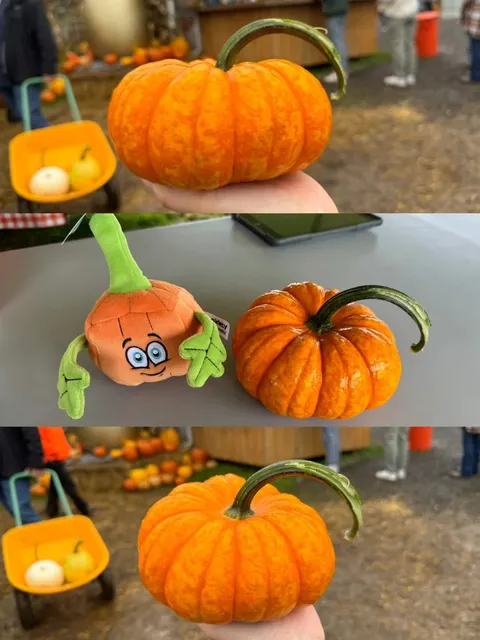 What to Do for Halloween in Seattle｜Pumpkin Farm