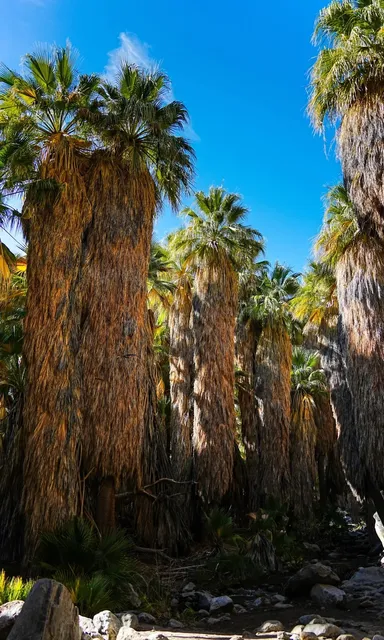 Palm Springs & Indian Canyons Guide