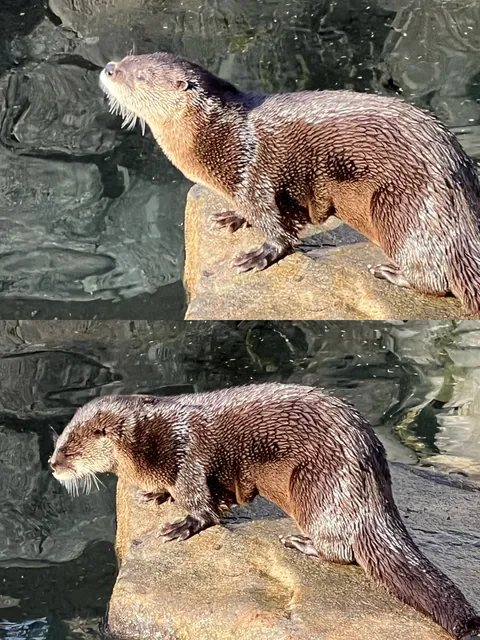 Boston | Don’t Miss the Otters 🦦 When Hiking at Blue Hills