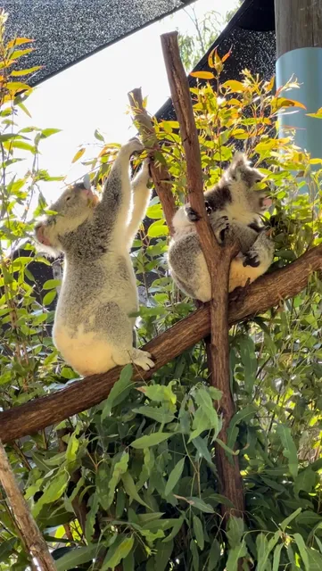 Gold Coast | Paradise Country