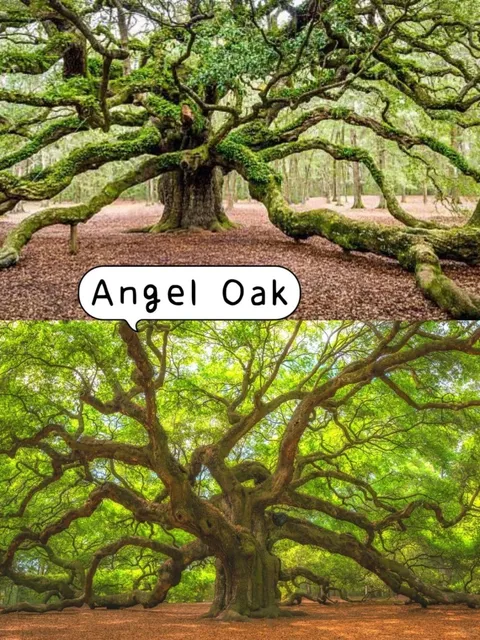 Must-Visit Fairy-Tale Spots in Charleston! 🌸📸