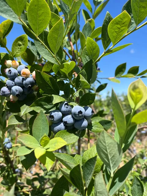 Blueberry 🫐 & Cherry 🍒 Picking