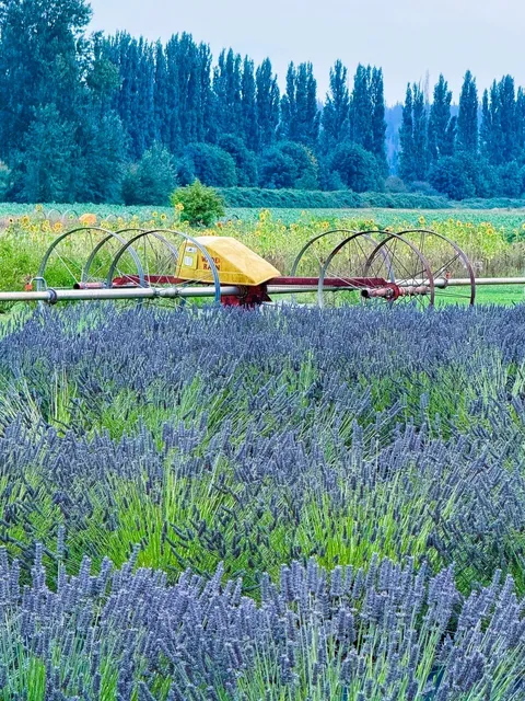 Seattle｜Lavender Purple Blooms 🌿💜