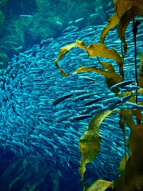 The Largest and Most Beautiful Aquarium in the U.S. Is Here 🐳