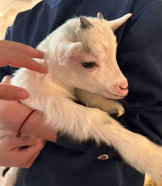 Madison | Havens Small Animal Farm 🐑🦙🐎🐓🐈🦃🦢🐫