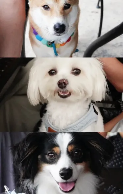 🍇 Bluemont Vineyard 