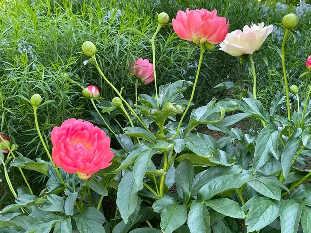 Antler Hill Village & Winery at Biltmore Estate, NC 🍇